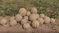 پیش بینی برداشت ۴ هزار تن طالبی از مزارع رومشکان