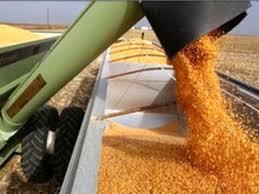 پرداخت بیش از ۵۳۷ میلیارد تومان از مطالبات گندمکاران