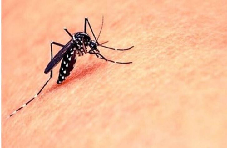 هشدار مرکز بهداشت چابهار درباره پشه آئدس هشدار مرکز بهداشت چابهار درباره پشه آئدس