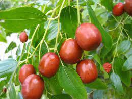 جایگاه ویژه عناب در اقتصاد کشاورزی خراسان جنوبی جایگاه ویژه عناب در اقتصاد کشاورزی خراسان جنوبی