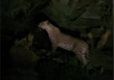 مشاهده یک قلاده پلنگ در بشاگرد مشاهده یک قلاده پلنگ در بشاگرد