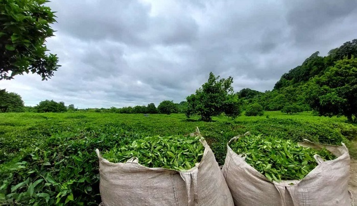 پرداخت ۷۱ درصد از مطالبات چایکاران پرداخت ۷۱ درصد از مطالبات چایکاران