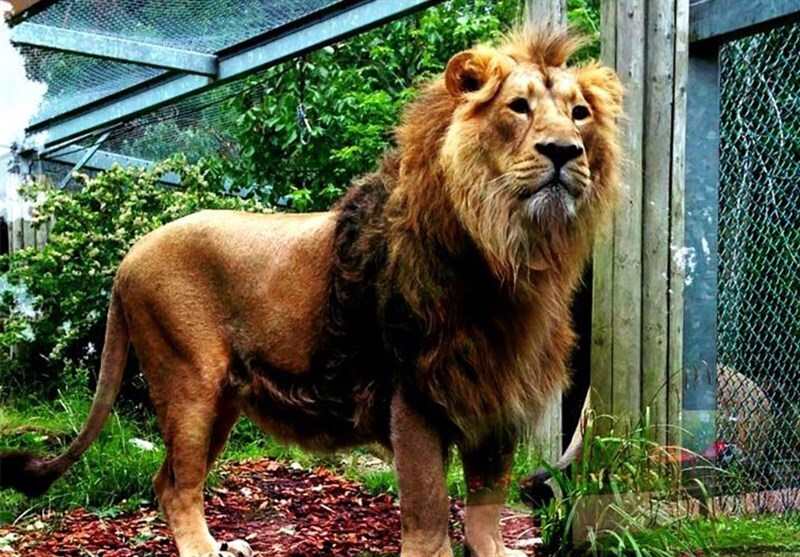 تعلیق مجوز محیط زیستی باغ وحش بابلسر