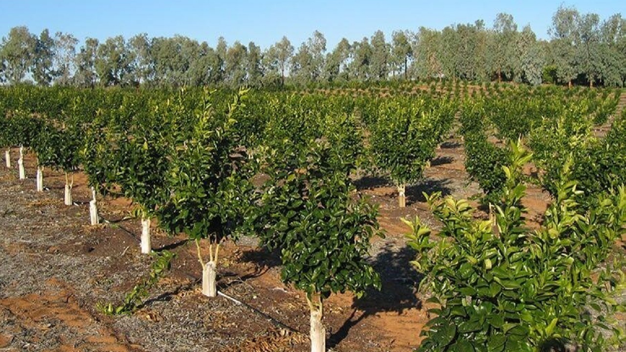 ارائه خدمات به باغات، گلخانه ها و املاک کشاورزی منوط به شناسنامه دار کردن آنهاست