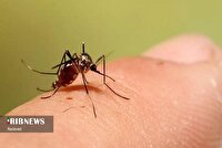 کنترل منابع آب راکد و بهسازی محیط، بهترین راه مقابله با پشه آئدس