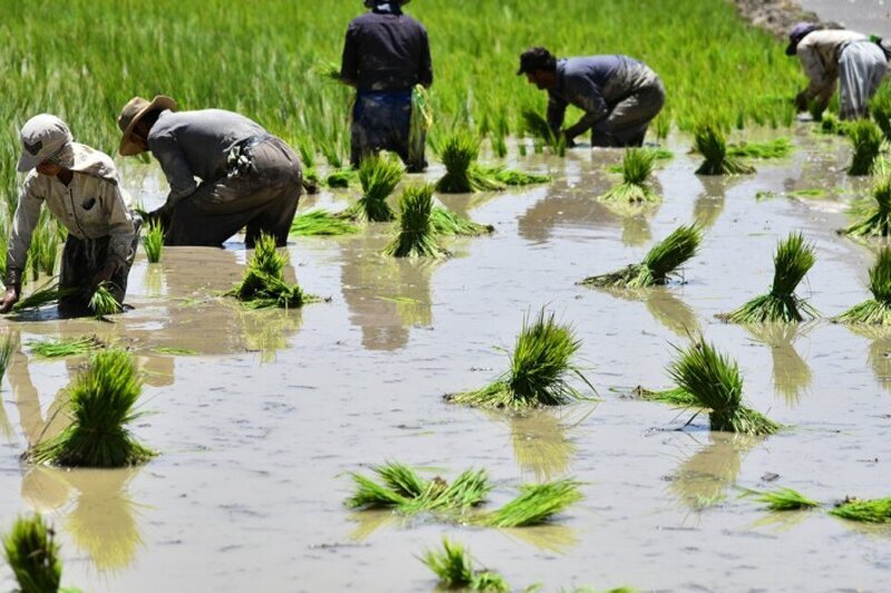 کاهش قیمت خرید شالی و برنج، درخواست شالیکاران