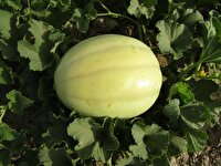 شهرستان زهک، قطب تولید خربزه خارج از فصل