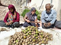 آغاز برداشت گردو در استان البرز