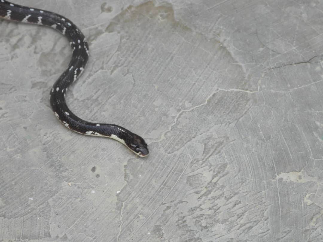 راهی شدن سیه مار بلوچی به پایتخت