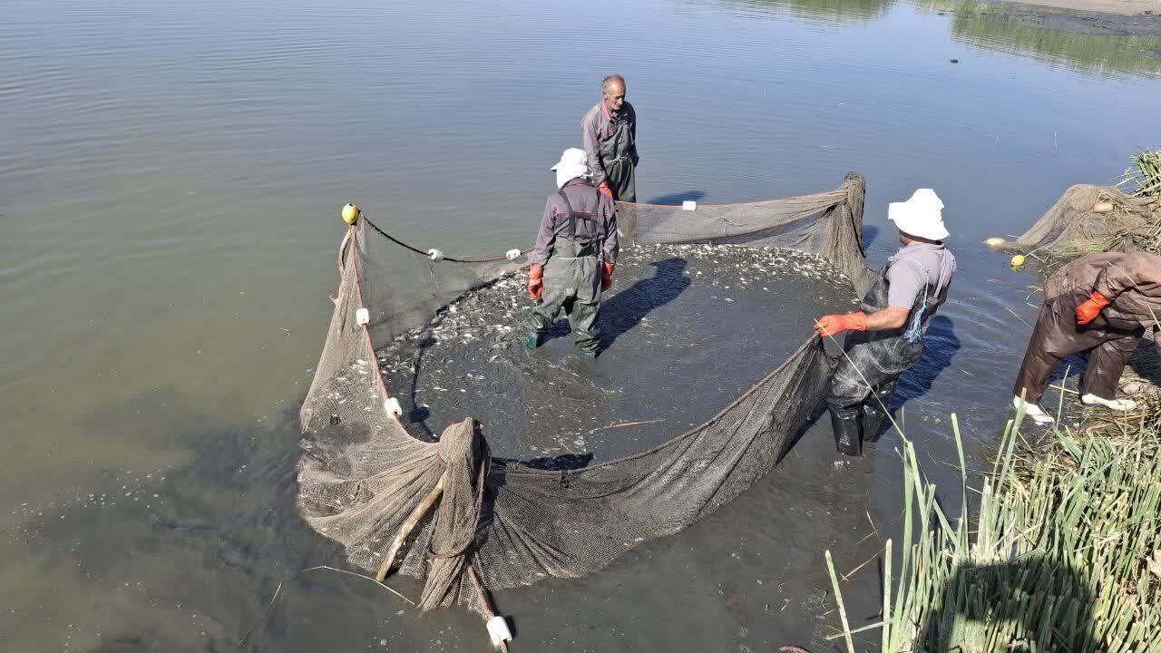 آغاز رهاسازی انواع بچه ماهیان به منابع آبی آذربایجان غربی از امروز آغاز رهاسازی انواع بچه ماهیان به منابع آبی آذربایجان غربی از امروز