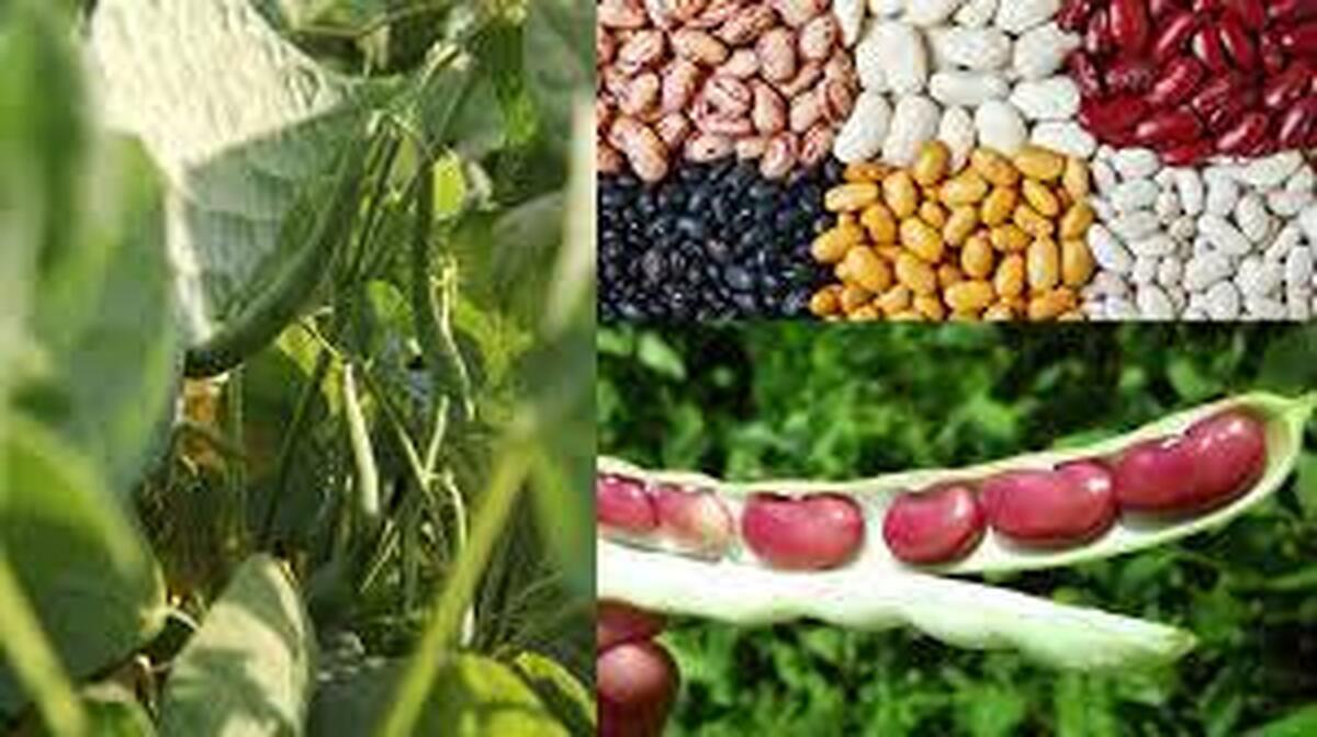 لرستان رتبه دوم تولید لوبیا در کشور