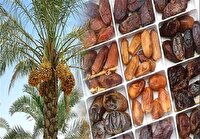 تولید بیش از ۱۰۰ رقم خرما در سیستان و بلوچستان