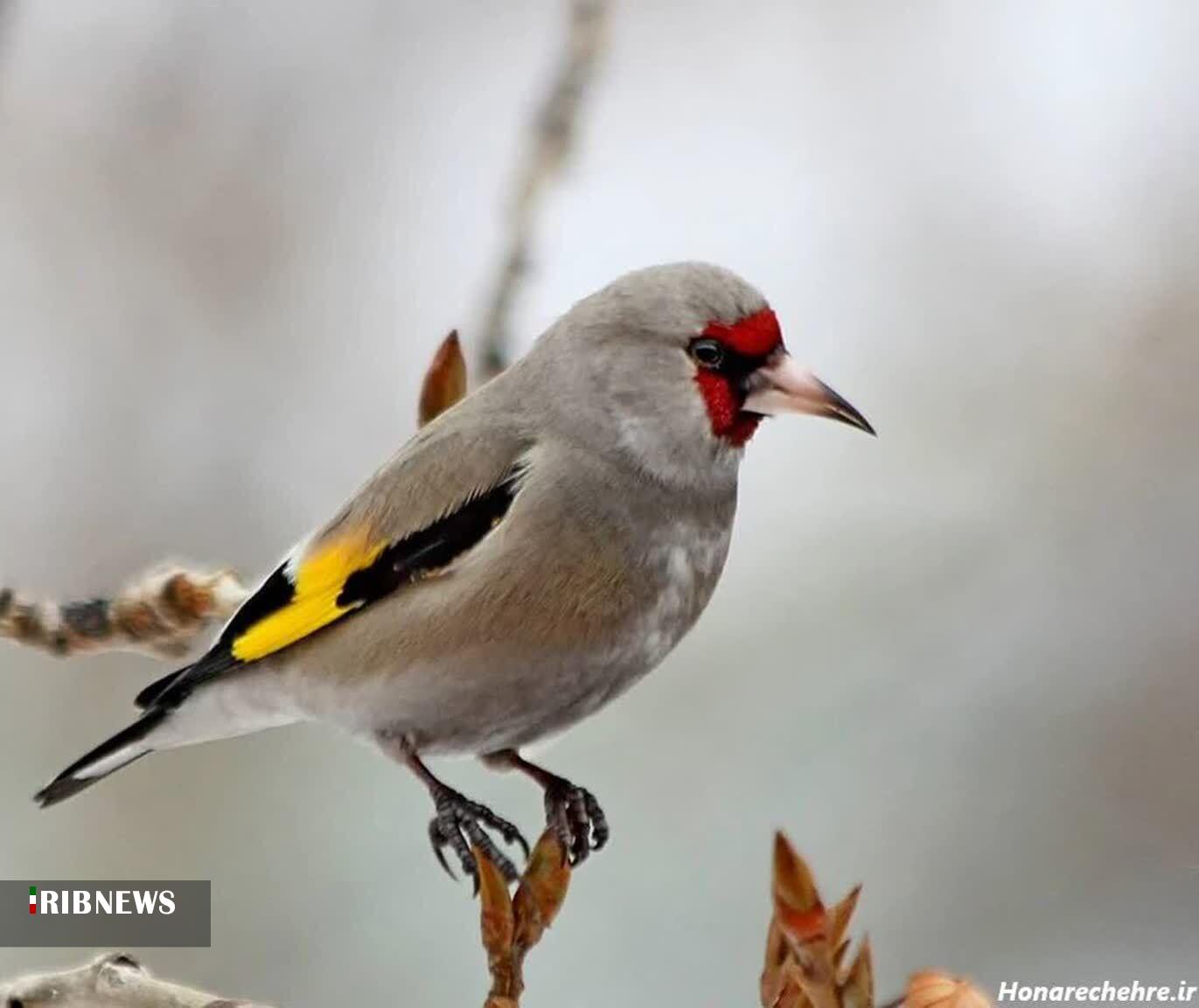 دستگیری متخلف زندهگیری سهره طلایی در شیروان دستگیری متخلف زندهگیری سهره طلایی در شیروان