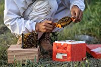 تغذیه کمکی برای زنبورداران را جدی بگیرند