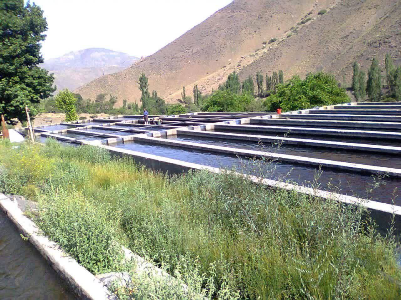 تولید بیش از هزار و ۲۰۰ تن فرآورده‌های گوشتی آبزیان در نیشابور و میان جلگه