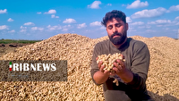 پیش‌بینی برداشت ۳۰ هزار تُن بادام‌زمینی در پارس‌آباد