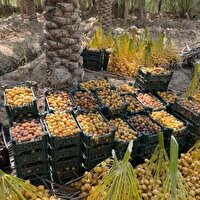 خرما، یکی از پنج محصول کشاورزی صادراتی برتر ایران