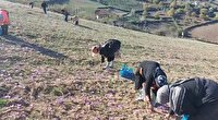 پرداخت تسهیلات کشت زعفران به مددجویان کمیته امداد مینودشت