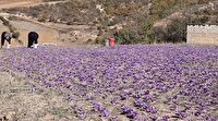 آغاز برداشت زعفران از مزارع روستاهای کوهستانی شهرستان گالیکش