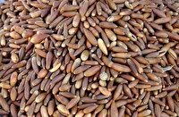 توزیع رایگان بذر بلوط در شهرستان بوکان