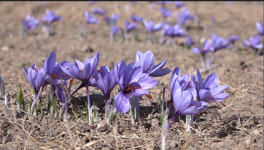 کاهش ۴۰ درصدی برداشت زعفران در بویین میاندشت