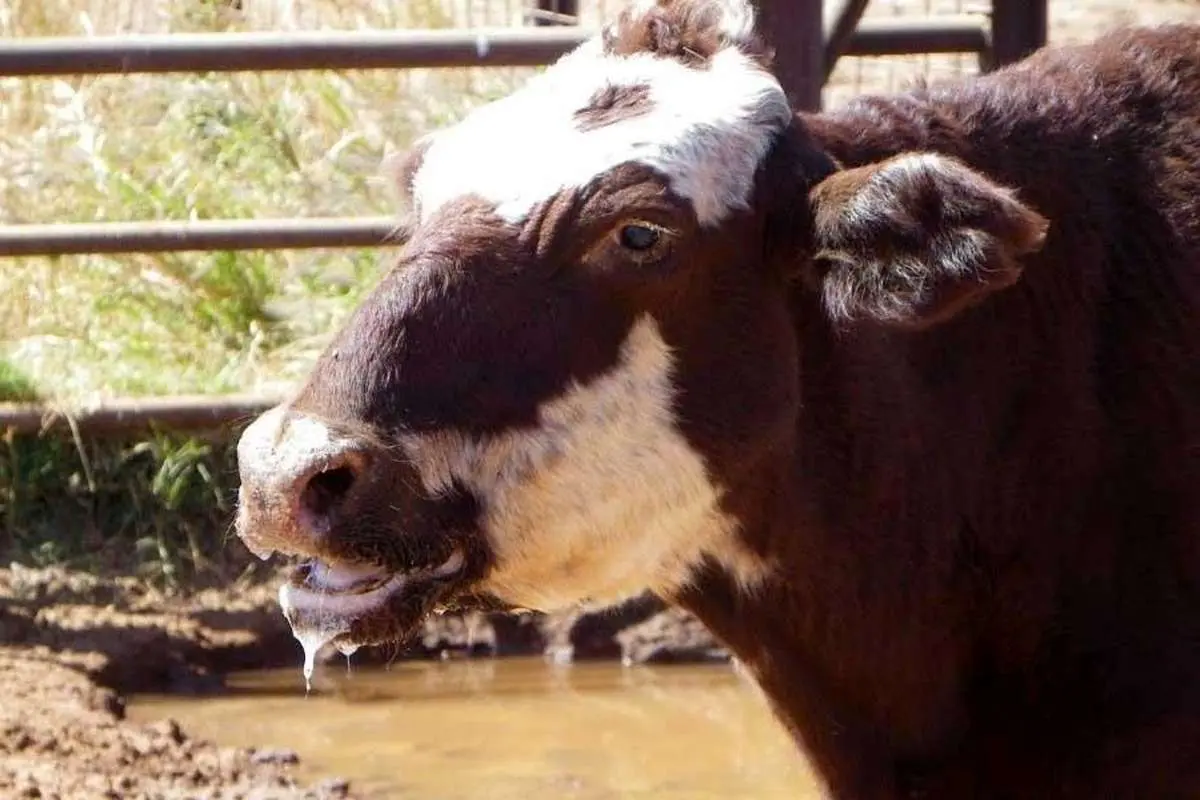 شناسایی ۱۸ کانون آلوده تب برفکی در استان
