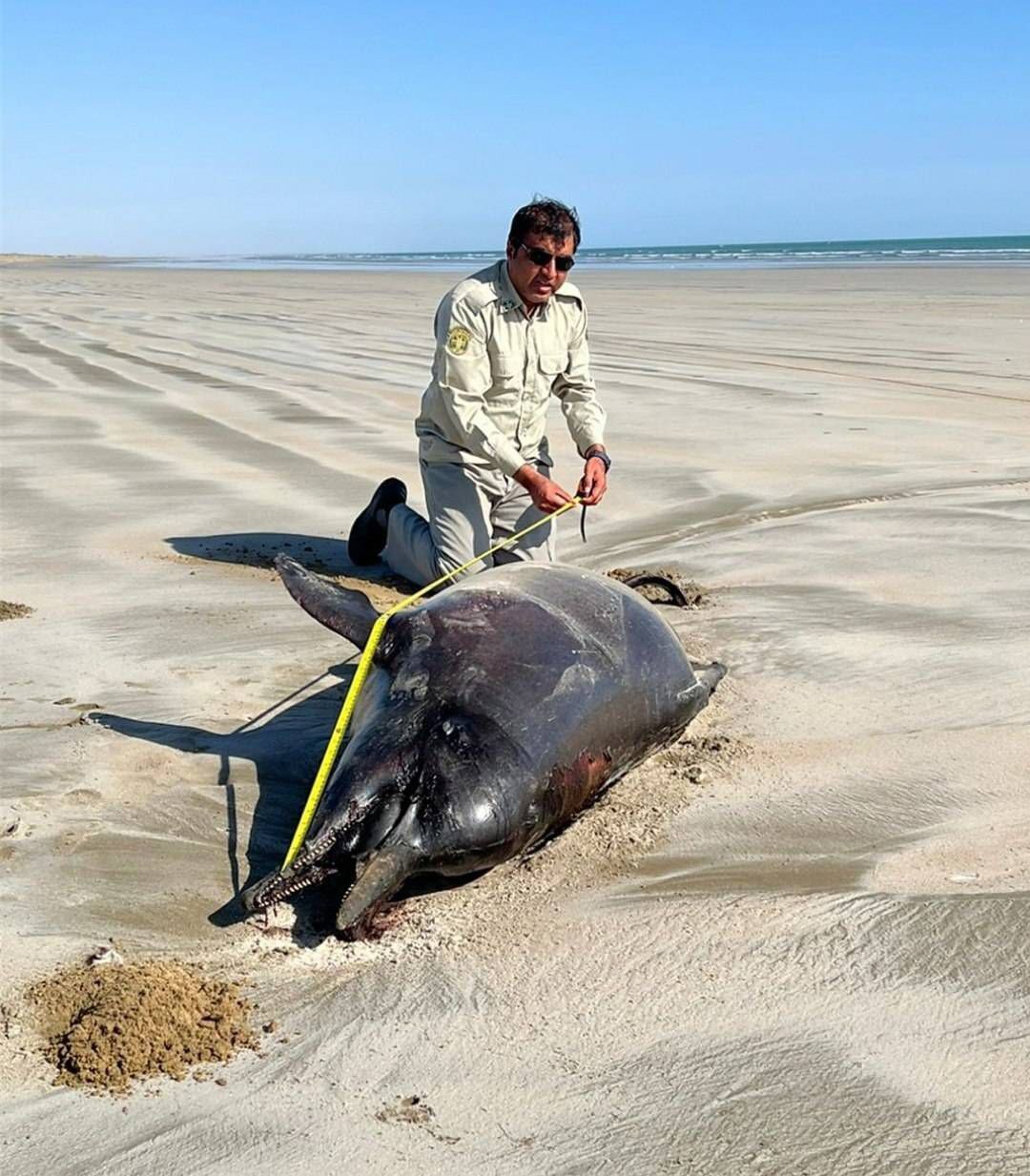 کشف لاشه دو دلفین در ساحل خلیج گواتر و خور باهو