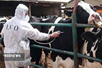 دامداران استان اردبیل از جابجایی دام‌ها خودداری کنند