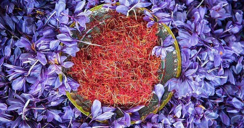 برداشت ۵ تن زعفران در یزد برداشت ۵ تن زعفران در یزد