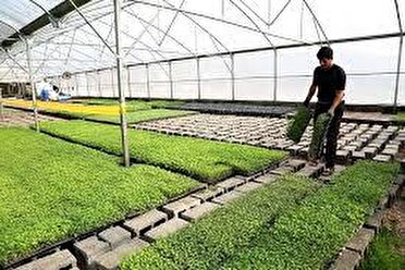 تصویب ۱۸ طرح اشتغالزا در کارگروه اشتغال گیلانغرب