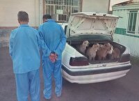 سارقان احشام در بیله‌سوار دستگیر شدند