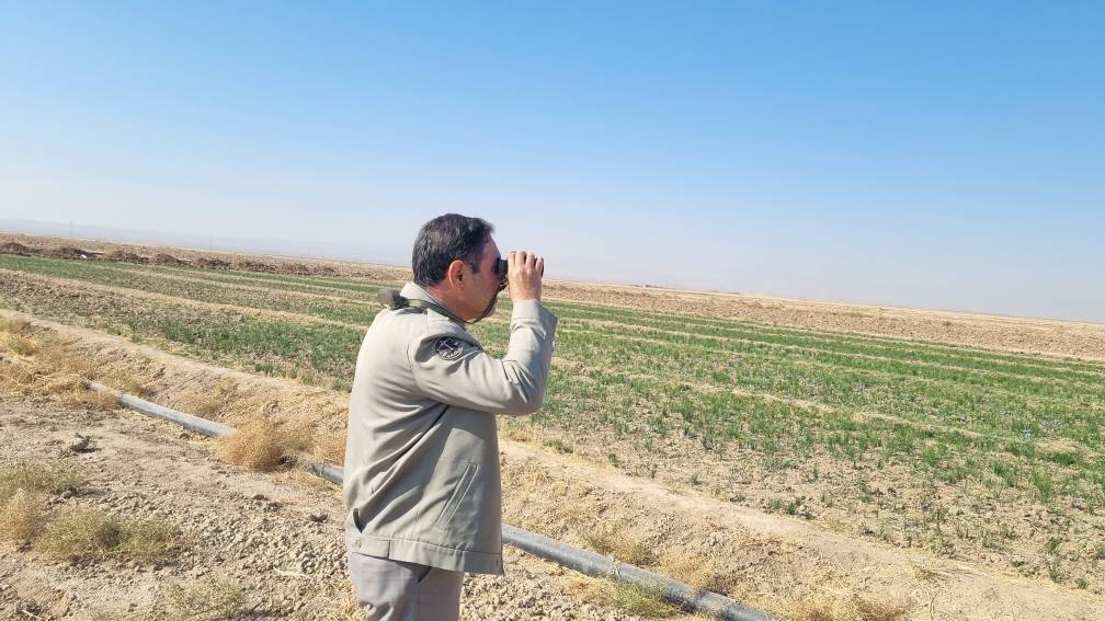 مشاهده و ثبت پرنده کمیاب و بسیار ارزشمند «هوبره» در فیروزه مشاهده و ثبت پرنده کمیاب و بسیار ارزشمند «هوبره» در فیروزه