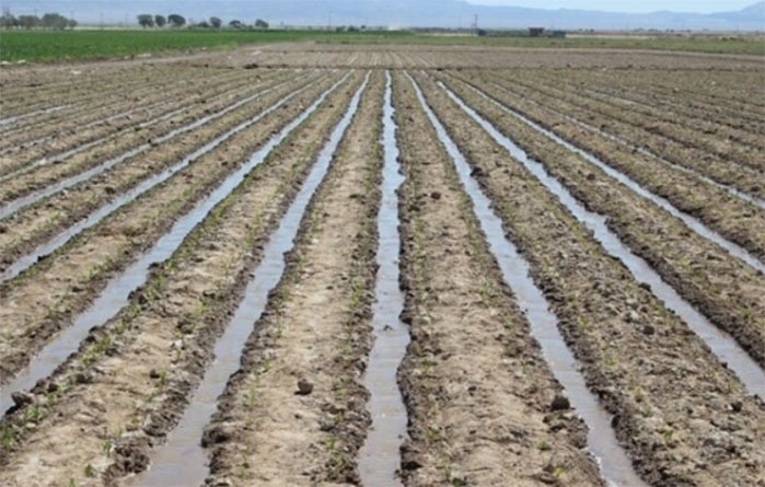 تاکید بر کشت قراردادی برای حمایت از تولید داخلی