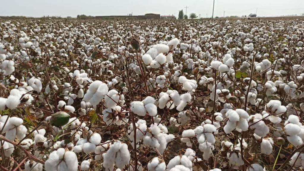 خسارت ۴۰۰ میلیارد ریالی به کشاورزان پنبه‌کار نیشابوری