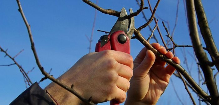 عملیات هرس درختان خیابان کاشانی ارومیه آغاز شد