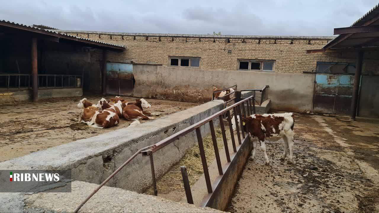 توزیع بیش از پنجاه و یک هزار تن نهاده‌های دامی درخراسان شمالی