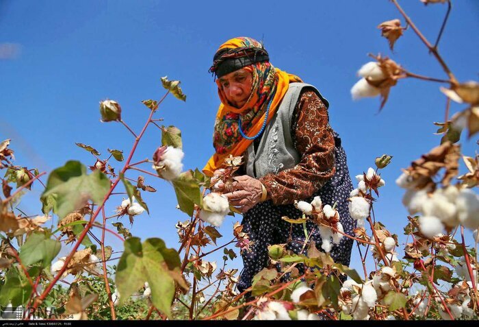 برداشت پنبه از مزارع ارزوئیه برداشت پنبه از مزارع ارزوئیه