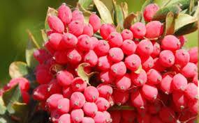 دستگیری سارقان یک تن زرشک در زیرکوه