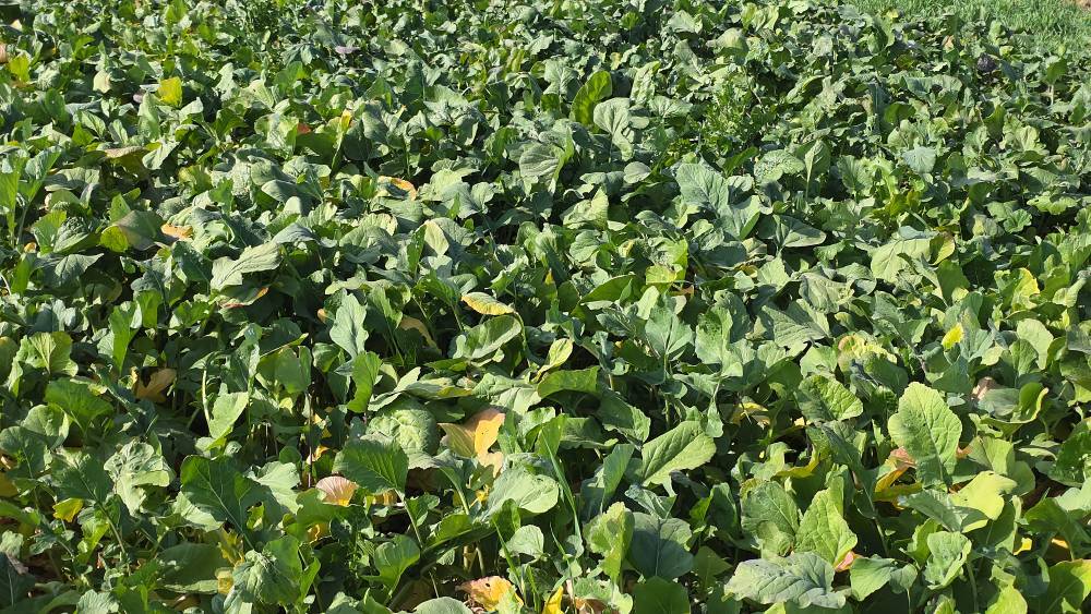 پیش‌بینی برداشت ۳۰۰ تُن شلغم در خور و بیابانک