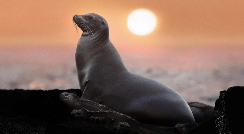 مستندهای «بیستا برمه» و «شیر‌های دریایی گالاپاگوس»، از قاب تلویزیون