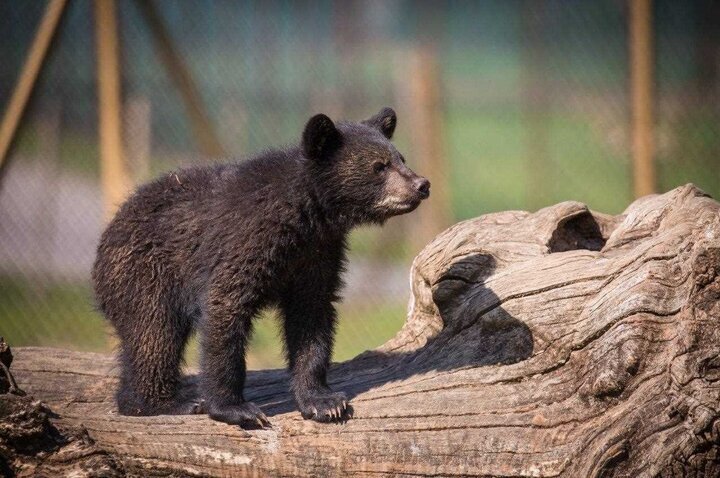 سرنوشت نامعلوم خرس پردیسان