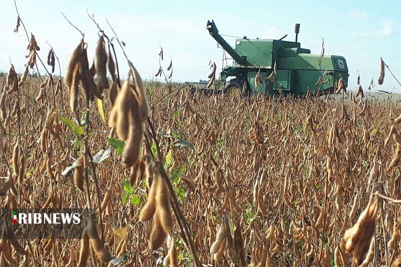 پیش‌بینی برداشت ۳۵ هزار تن سویا در اردبیل