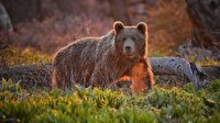 خرس گرسنه در جستجوی غذا پیش از خواب زمستانی