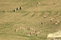 سرشماری سالیانه قوچ و میش ارمنی در زیستگاه‌های بوکان انجام شد