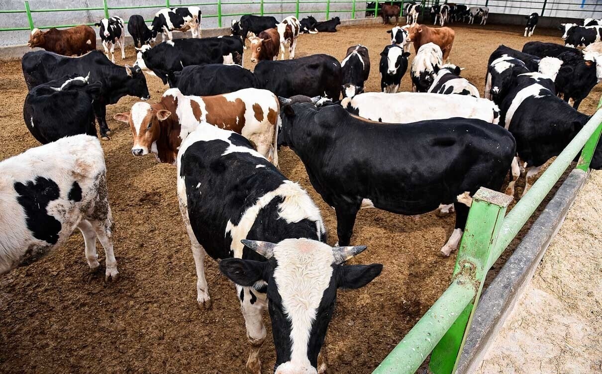 اختصاص تسهیلات به بخش پرواربندی خوزستان