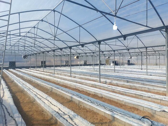 فعالیت ۱۴۷ واحد گلخانهای در استان زنجان فعالیت ۱۴۷ واحد گلخانهای در استان زنجان