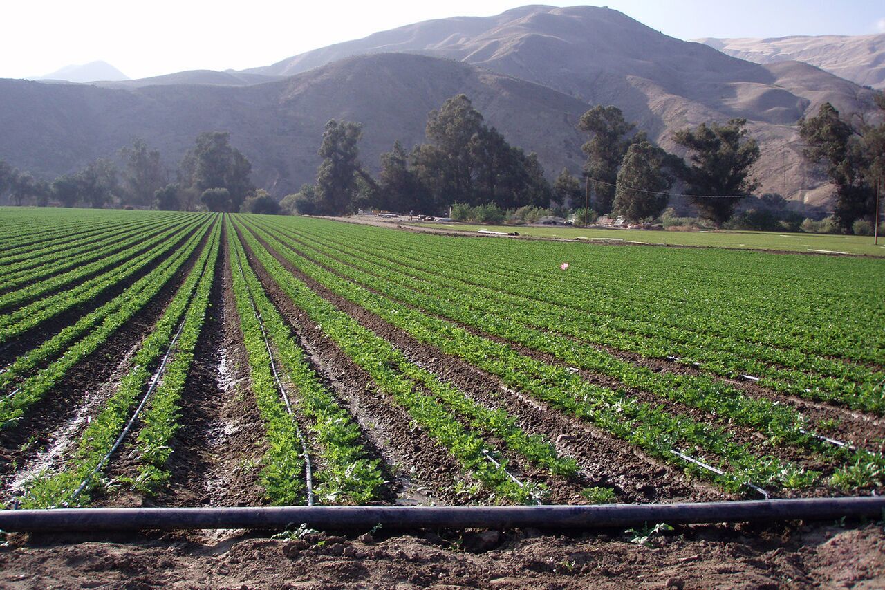 آغاز کشت سیبزمینی در زمینهای کشاورزی شهرستان حاجیآباد آغاز کشت سیبزمینی در زمینهای کشاورزی شهرستان حاجیآباد