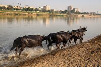 رتبه نخست گاومیش داری با وجود ۴۵ درصد این دام در استان، از آن خوزستان