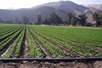 آغاز کشت سیب‌زمینی در زمین‌های کشاورزی شهرستان حاجی‌آباد