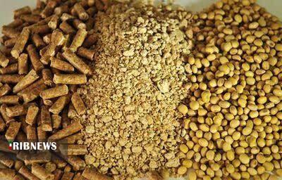 تأمین ۵۰۰ تُن ذرت و ۳۰۰ تُن کنجاله سویا برای مرغداران خراسانشمالی تأمین ۵۰۰ تُن ذرت و ۳۰۰ تُن کنجاله سویا برای مرغداران خراسانشمالی